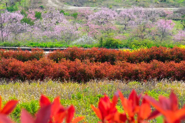 湖北省の春の風景日Zhaoshan森林公園 — ストック写真