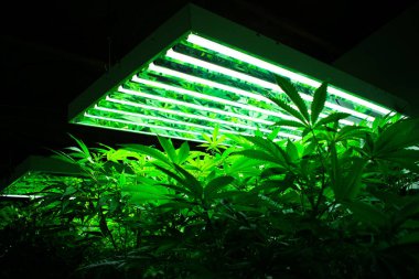 Büyüyen kenevir ve kenevir bitkisi 