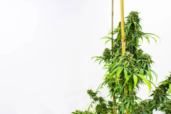 Cultivando plantas de maconha e Cannabis — Fotografia de Stock