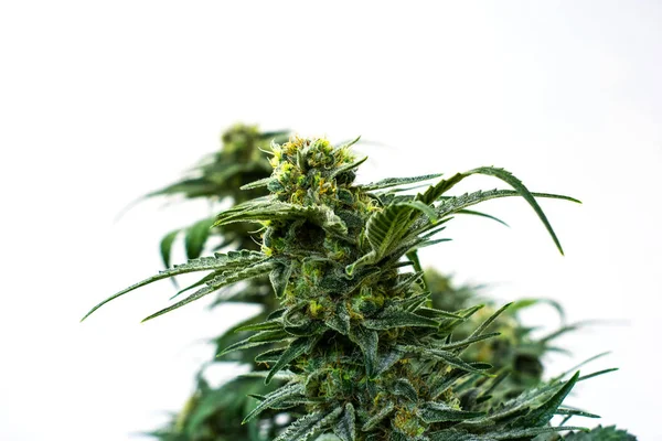 Növekvő, marihuána és a Cannabis növény — Stock Fotó
