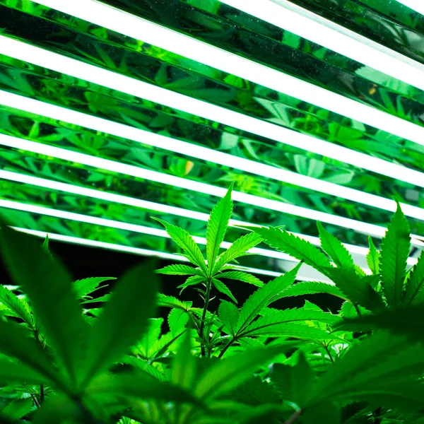 Anbau von Marihuana und Cannabispflanzen — Stockfoto