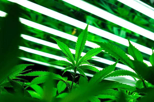 Cultivo de marihuana y plantas de cannabis — Foto de Stock