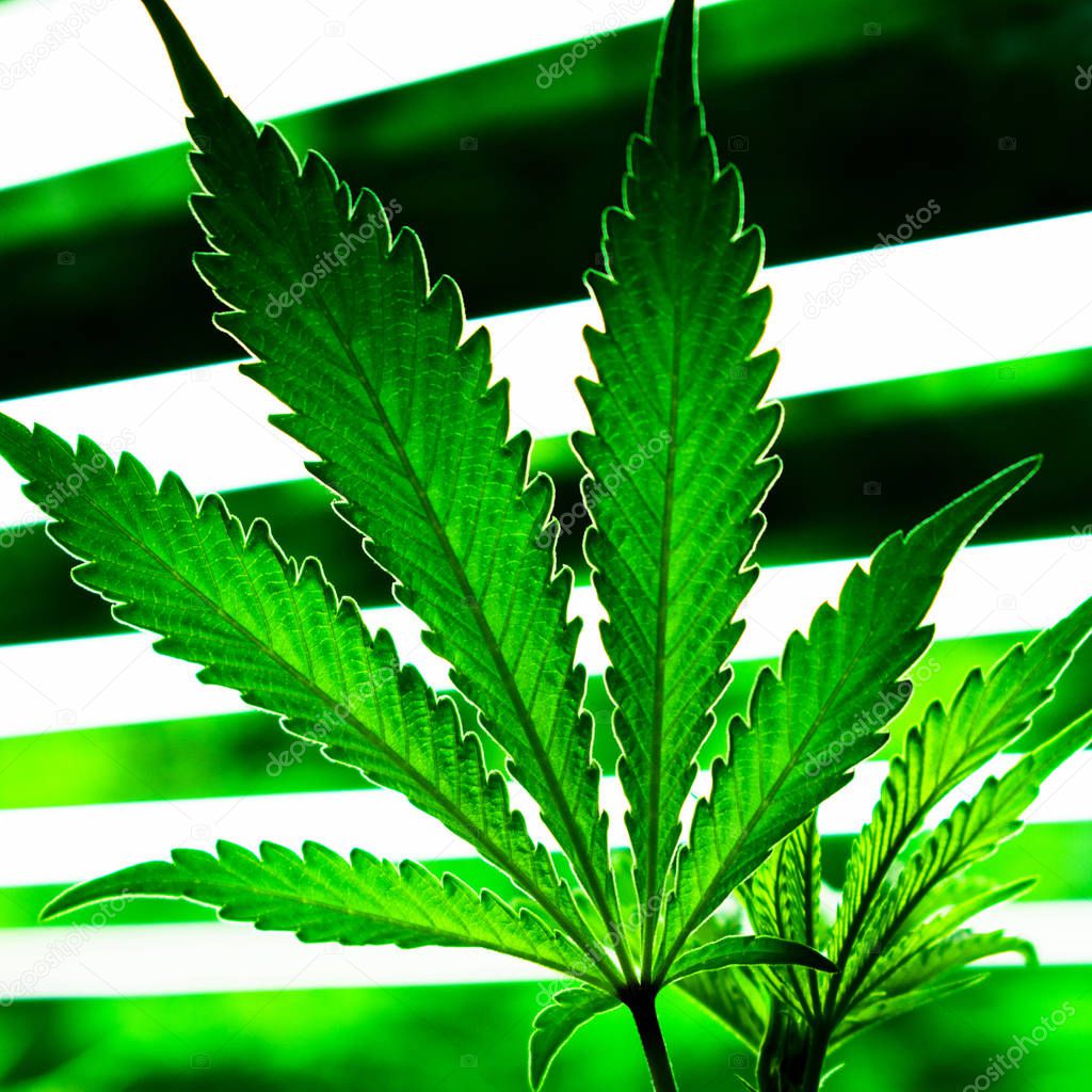 Imágenes plantas de marihuana para descargar Cultivo de