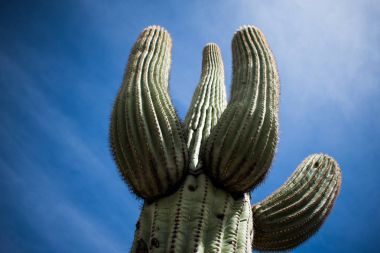 Cactus in the Desert clipart