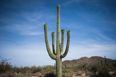 Çölde kaktüs