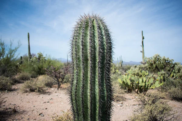 Cactus en el desierto —  Fotos de Stock