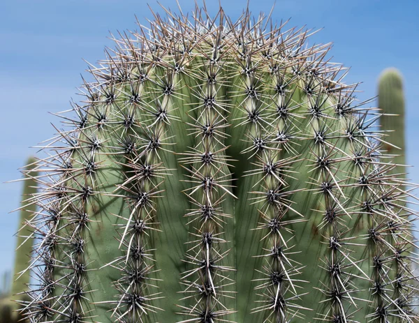 Cactus in de woestijn — Stockfoto