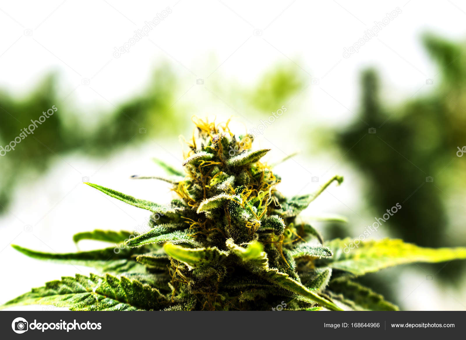 Plantas y cogollos de marihuana y cannabis — Foto de stock #168644966 ©  jeremyn, image size:1600x1167