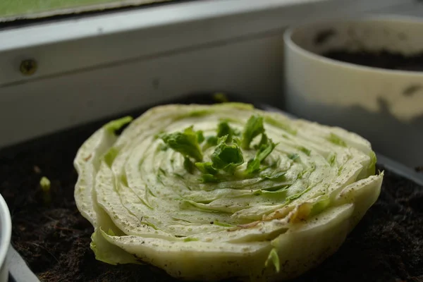 Beijing cabbage growing on the window. Green young chinese cabbage in the ground. home cultivation. Regrowing food at home. Home gardening. — Stock Image Beijing Cabbage Growing Window Green Young Chinese Cabbage Ground Home Royalty Free Stock Images
