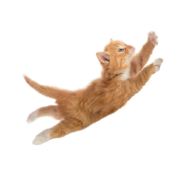 Mooie Kitten Van Rode Kleur Een Sprong Geïsoleerd Een Serie — Stockfoto