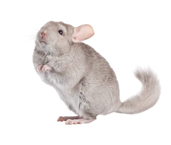 Beige Chinchilla Isoliert Auf Weißem Hintergrund Serie Von Bildern — Stockfoto