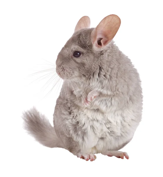 Beige Chinchilla Isolated White Background Series Images — Stock Photo, Image