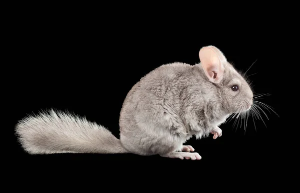 Chinchilla Isoliert Auf Schwarzem Hintergrund Serie Von Bildern — Stockfoto