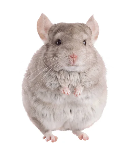 Beige Chinchilla Isoliert Auf Weißem Hintergrund Serie Von Bildern Stockbild