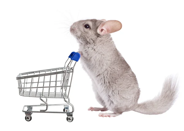 Chinchilla Mit Einkaufswagen Serie Isolierter Bilder Stockbild