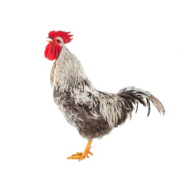 Fotoğraflar horoz içinde çeşitli durum. İzole. Fotoğraf bir dizi.