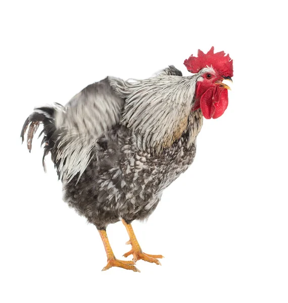 Adult Cock Aggressive Posture Isolated Series Photos — Stock Photo, Image