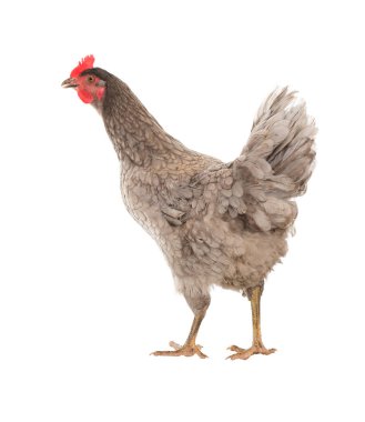 Tavuk tavuk döşeme farklı teşkil etmektedir. İzole. Fotoğraf bir dizi.