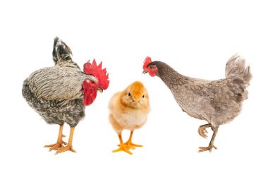 Tavuk ve horoz yeni doğan bir kız arıyorum. izole