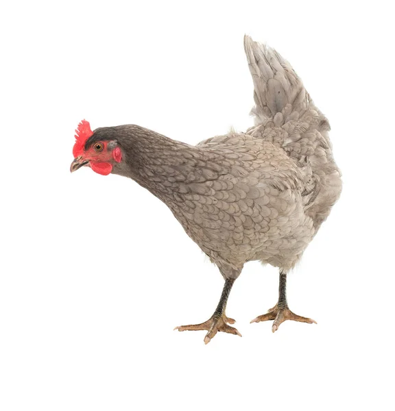 Pollo Gallina Ovaiola Pose Diverse Isolato Una Serie Foto — Foto Stock