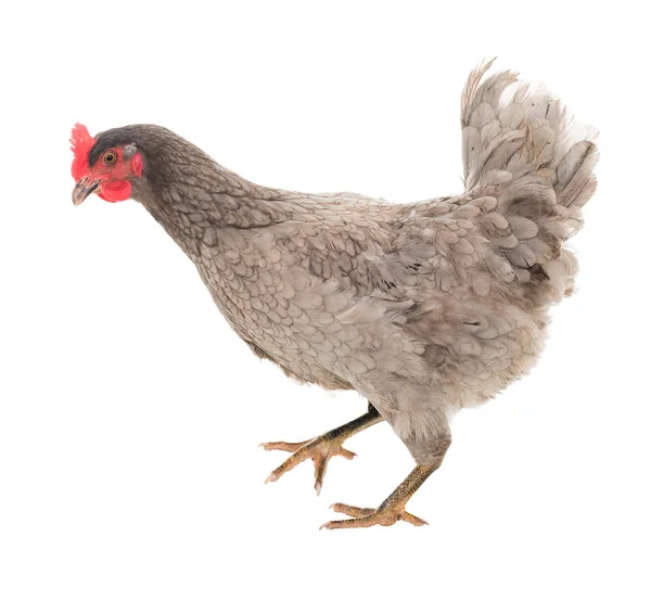 Pollo Gallina Ovaiola Pose Diverse Isolato Una Serie Foto — Foto Stock