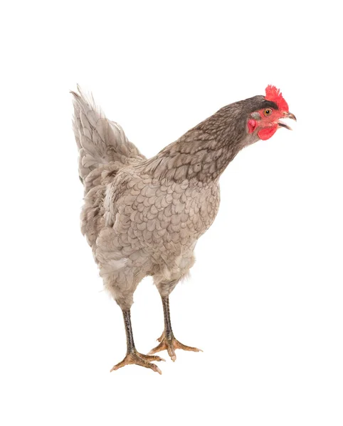 Pollo Gallina Ovaiola Pose Diverse Isolato Una Serie Foto — Foto Stock