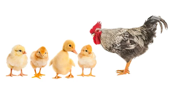 母鸡和公鸡认为小鸭 谁是与鸡 — 图库照片