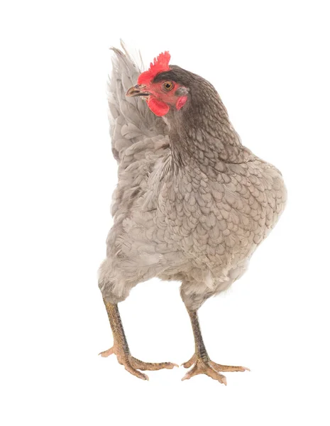 鸡在不同的姿势母鸡下蛋 一系列照片 免版税图库图片