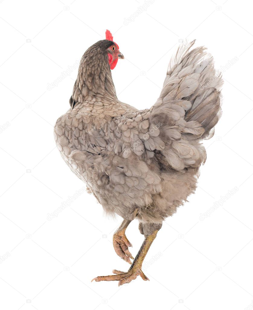 Chicken laying hen in different poses. Isolated. A series of photos.
