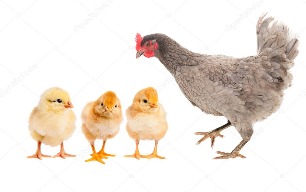 Hen  at a newborn chick. isolated