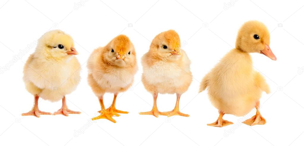 Three chicken and duck. isolated