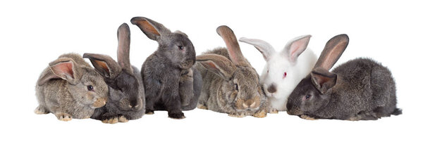 Group of rabbits, Flemish Giant is a breed of domestic rabbit on white background. A series of images