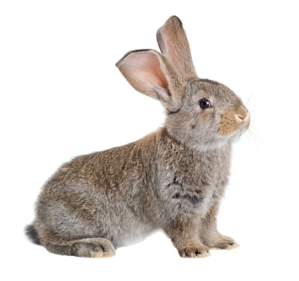 フレミッシュ ジャイアントは 白い背景の上の国内ウサギの品種です 一連のイメージ — ストック写真