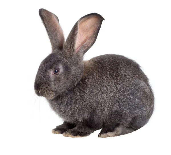 Flemish Giant Breed Domestic Rabbit White Background Series Images Stock Picture