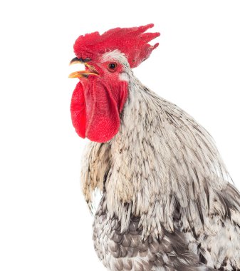 Fotoğraflar horoz içinde çeşitli durum. İzole. Fotoğraf bir dizi.