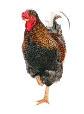Fotoğraflar horoz içinde çeşitli durum. İzole. Fotoğraf bir dizi.
