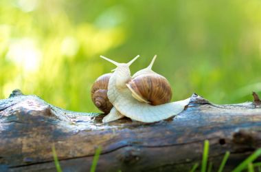 Eşleştirme için hazırlanan salyangoz çifti.