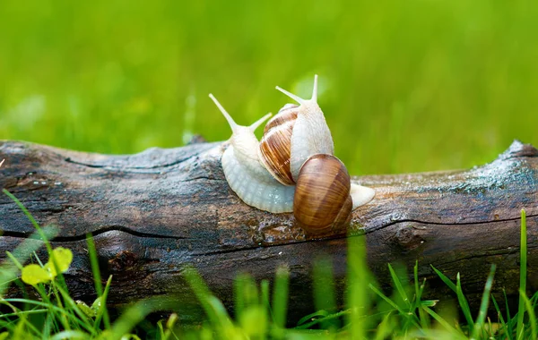 Paio Lumache Preparate Abbinamento — Foto Stock