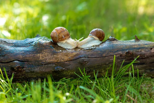 Pair Snails Prepared Pairing — Stock Photo, Image