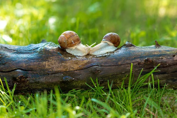 Par Caracóis Preparados Para Emparelhamento — Fotografia de Stock