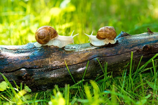 Une Paire Escargots Préparés Pour Appariement Photo De Stock