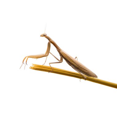 Böceği peygamber devesi. böcek. İzole.
