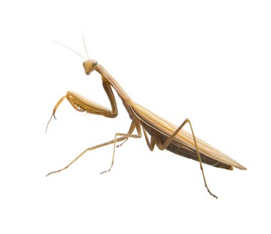 Böceği peygamber devesi. böcek. İzole.