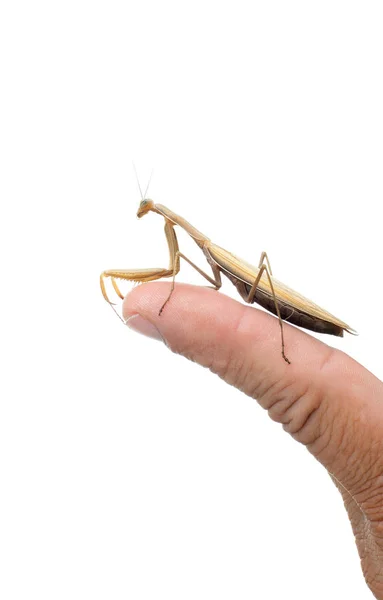 Mantis Escarabajo Insecto Isolated — Foto de Stock