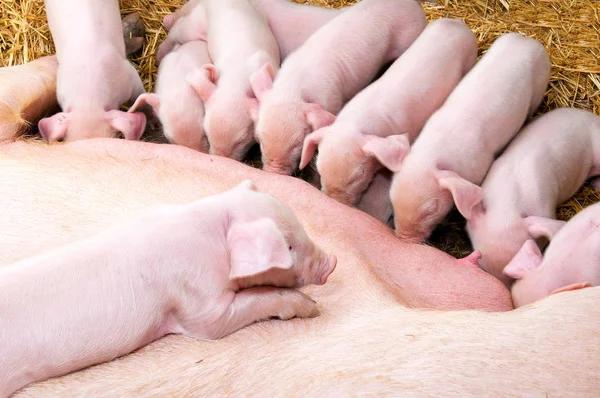 Свиньи сосут молоко у свиноматок. — стоковое фото