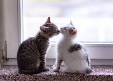 Prag 'daki eski şehir sokağı, Czech Cumhuriyeti