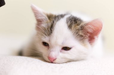 Yavru kedi İskoç heteroseksüel, gevşek tüylü, tüylü cüce