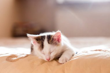 Prag 'daki eski şehir sokağı, Czech Cumhuriyeti