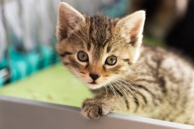 Yeşil yapraklı bir kedi..