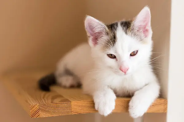 Tahta sandalyedeki sevimli kedi yavrusu.